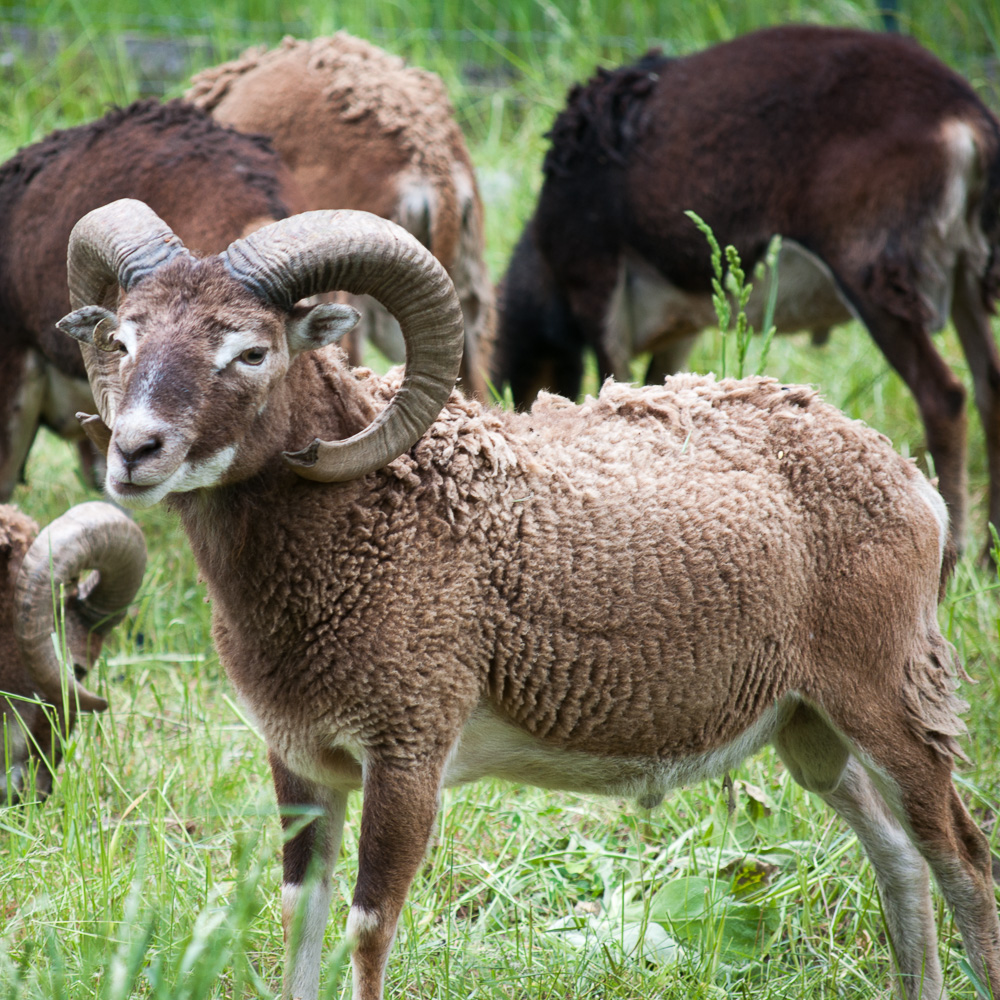Soay Ram Fouldon